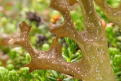 Closer-view-of-Iceland-moss