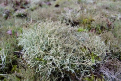 Iceland-moss-plant-growing-wild