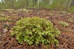 Iceland-moss-plant