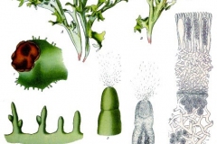 Plant-Illustration-of-Iceland-moss