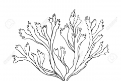 Sketch-of-Iceland-moss