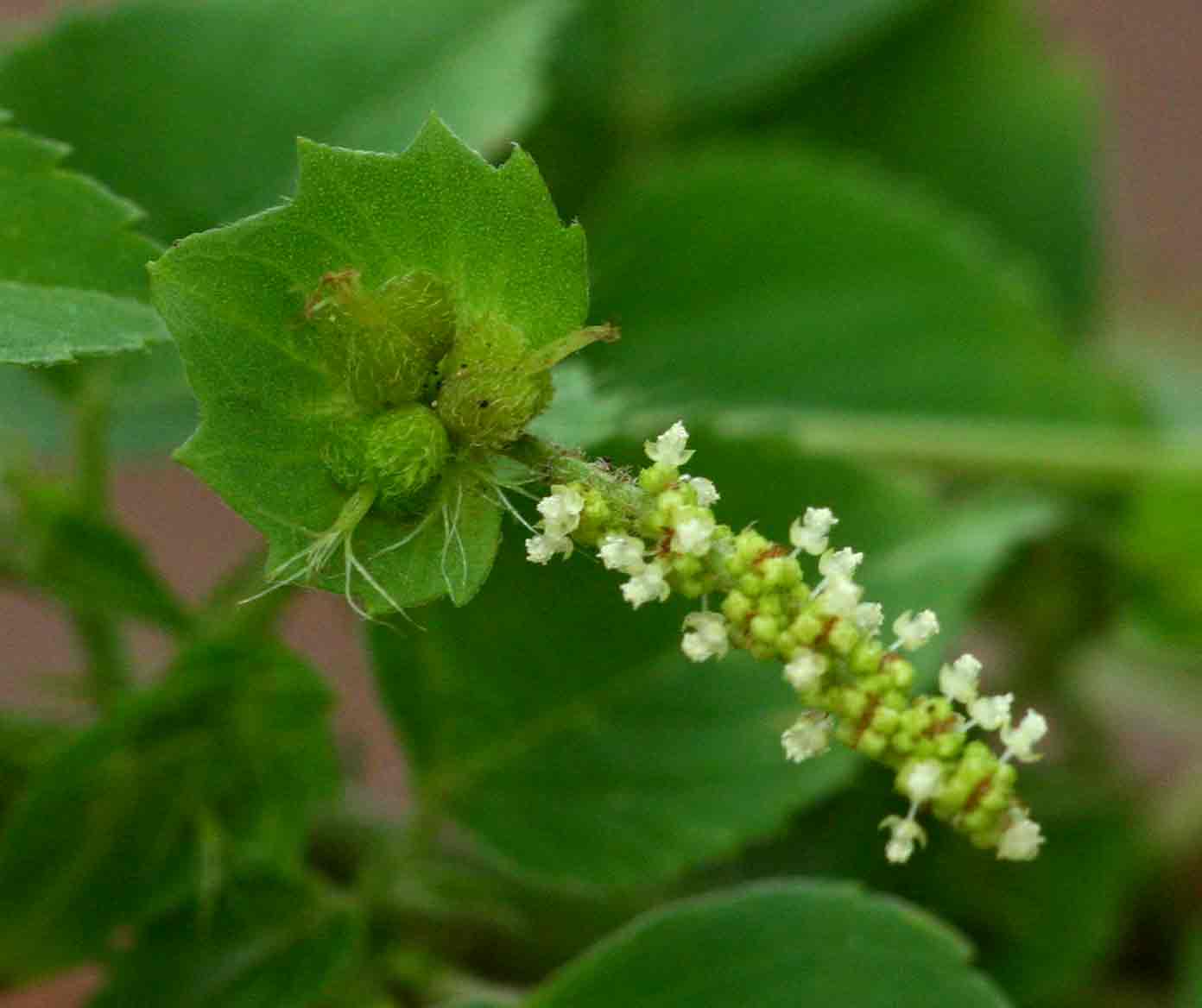Flowers-of-Indian-acalypha