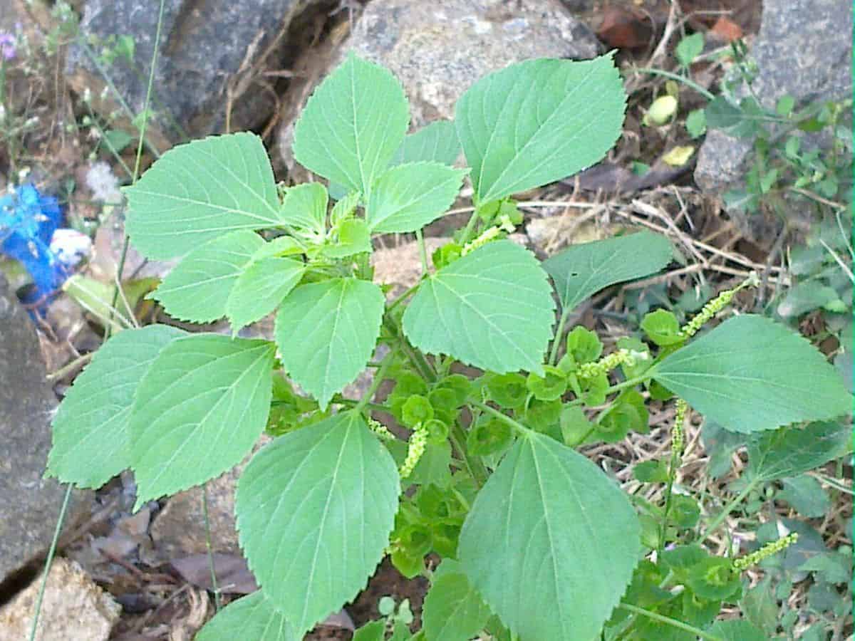 Indian Acalypha Plant
