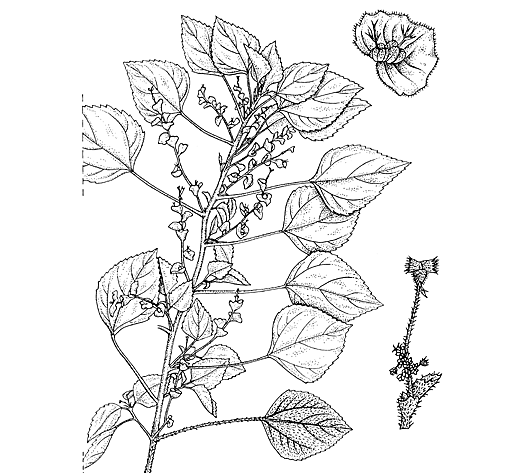 Sketch-of-Indian-Acalypha