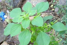 Indian Acalypha Plant