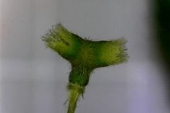 Close-up-of-the-inflorescence-hood-of-Indian-acalypha