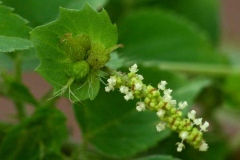 Flowers-of-Indian-acalypha