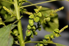 Fruits-of-Indian-Acalypha