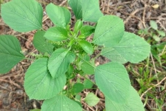 Indian-Acalypha-plant-growing-wild