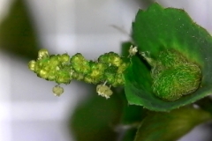 Inflorescence-of-Indian-acalypha