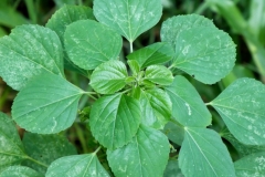 Leaves-of-Indian-Acalypha
