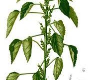 Plant-Illustration-of-Indian-Acalypha