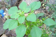 Indian Acalypha Plant