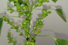 Seeds-of-Indian-Acalypha