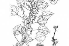Sketch-of-Indian-Acalypha