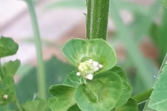 Stem-of-Indian-acalypha