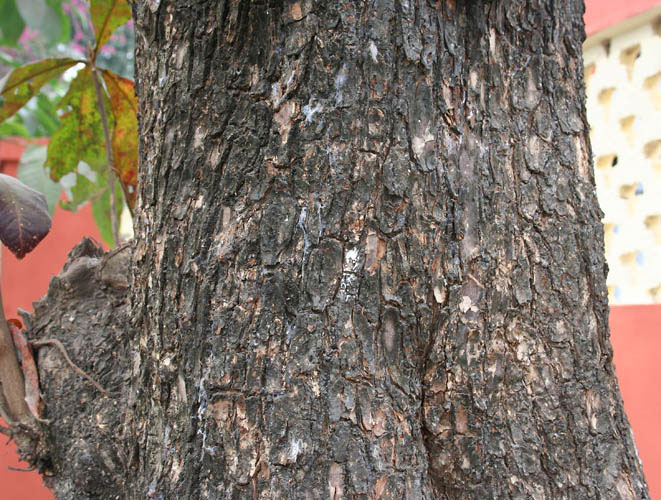 Bark-of-Indian-almond-tree