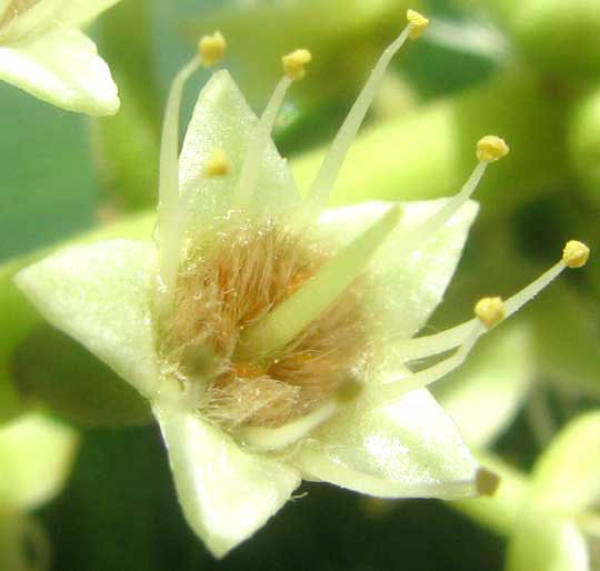 Closer-view-of-flower-of-Indian-almond