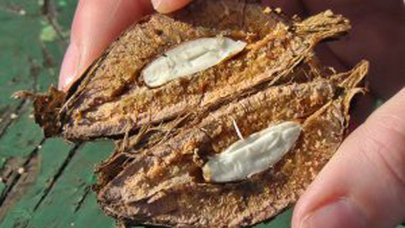 Half-cut-dried-fruit-of-Indian-almond