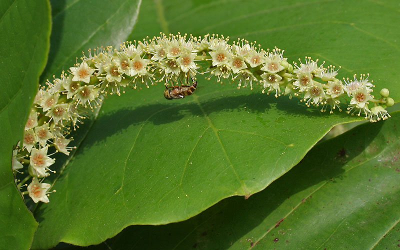 Inflorescence-of-Indian-almond