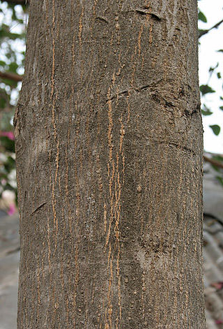 Trunk-of-Indian-almond