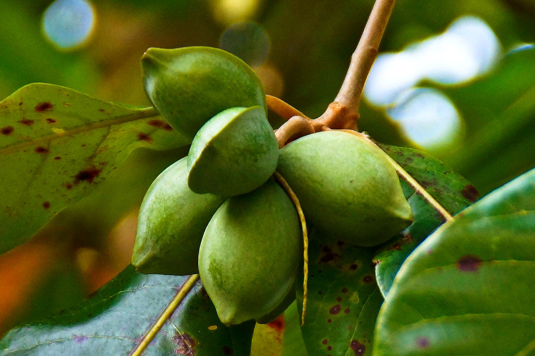 Unripe-fruit-of-Indian-almond