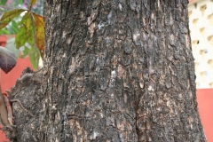 Bark-of-Indian-almond-tree