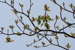 Branches-with-new-leaves-and-flower-spikes-of-Indian-almond