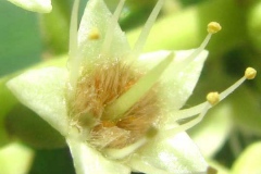 Closer-view-of-flower-of-Indian-almond