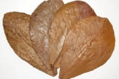 Dried-leaves-of-Indian-almond