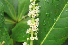 Flower-of-Indian-almond