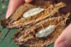 Half-cut-dried-fruit-of-Indian-almond