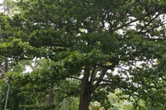 Indian-almond-Tree