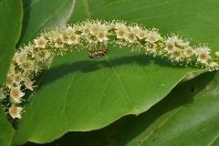 Inflorescence-of-Indian-almond