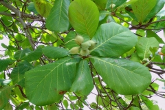 Leaves-of-Indian-almond