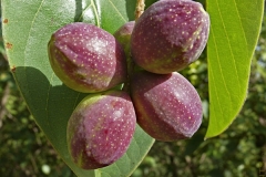 Mature-fruits-of-Indian-almond