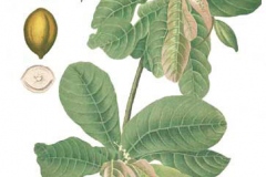 Plant-Illustration-of-Indian-almond