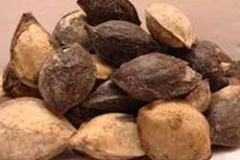 Seeds-of-Indian-almond