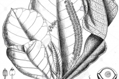 Sketch-of-Indian-almond
