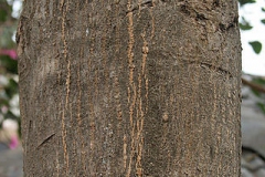 Trunk-of-Indian-almond
