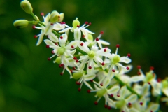 Flower-of-Indian-asparagus