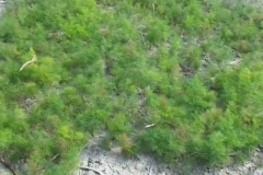 Indian-asparagus-farming