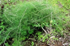 Indian-asparagus-plant