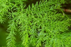 Leaves-of-Indian-asparagus