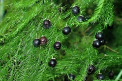 Mature-Fruits-of-Indian-asparagus