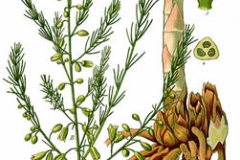 Plant-Illustration-of-Indian-asparagus