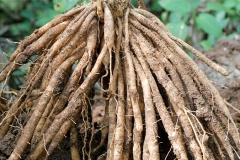 Roots-of-Indian-asparagus