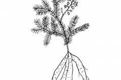 Sketch-of-Indian-asparagus