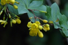 Indian-Barberry-flower