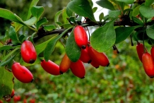 Indian-Barberry-fruit